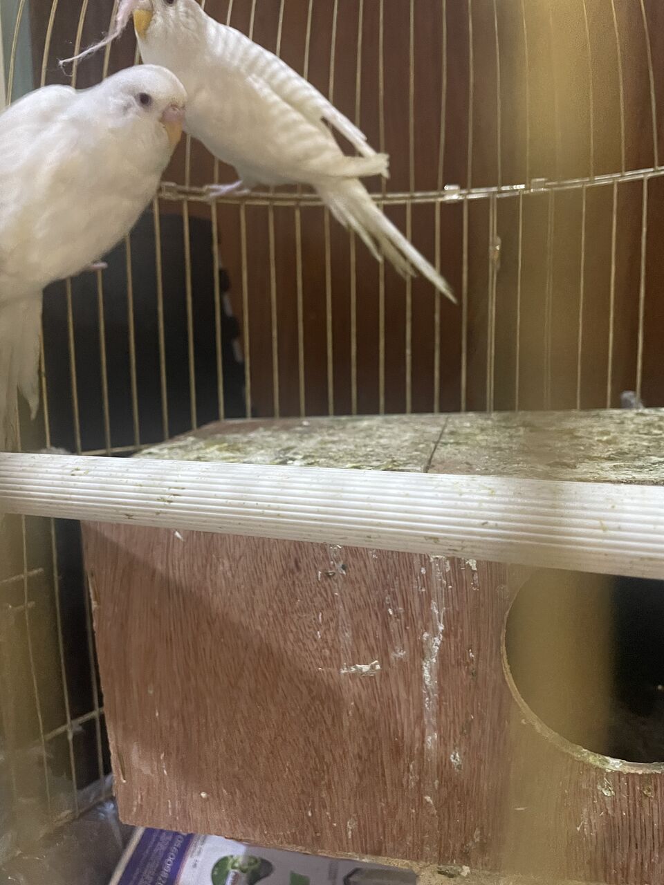 Dhahran, Pet Supplies, SAR 185,  BUDGIES FOR SALE