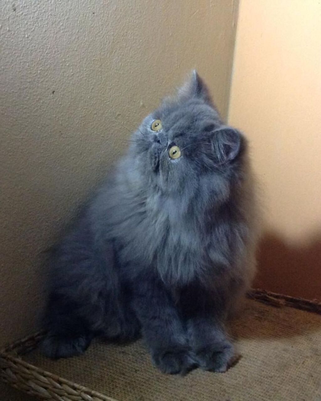 New York, Business, Blue Persian Kittens For Sale