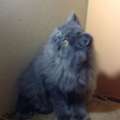 Blue Persian Kittens For Sale