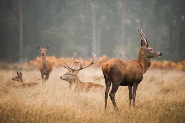 New York, Business, Affordable South Texas Deer Hunting Packages For Hunters