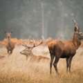 Affordable South Texas Deer Hunting Packages For Hunters