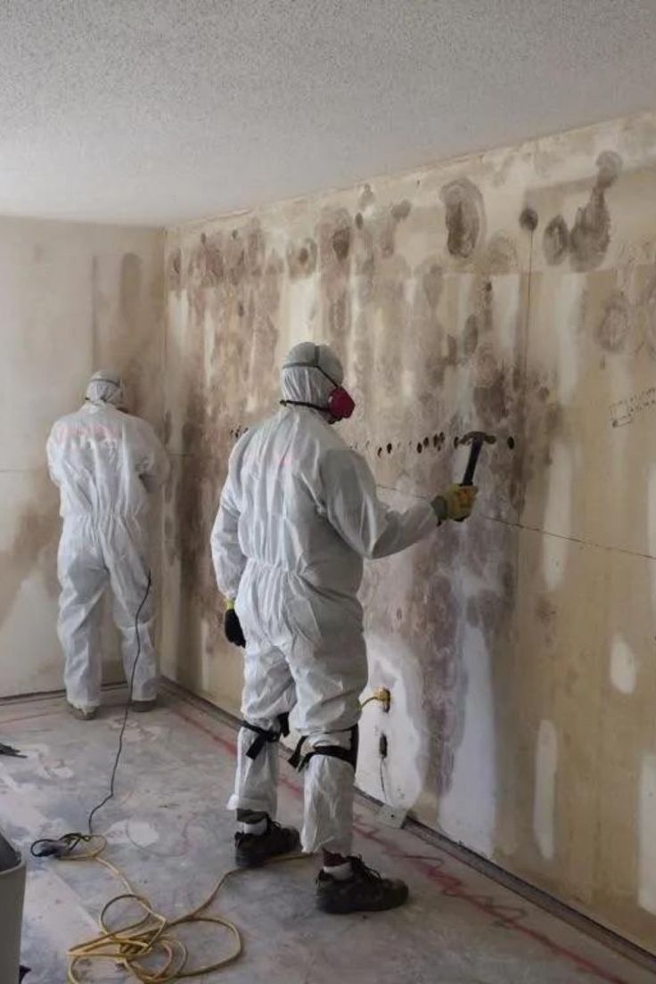 New York, Business, What Causes Mold To Grow In Homes After Water Damage?