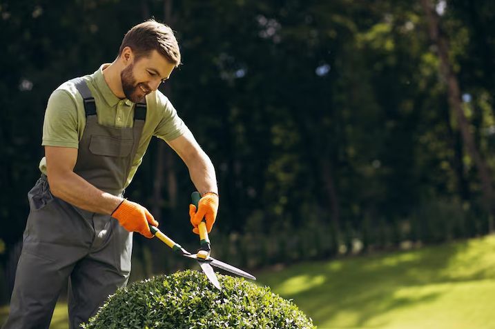 New York, Business, Why Is Your Grass Turning Brown? Common Causes And Solutions