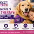Pet Therapy & Comfort Dogs: Benefits For Emotional Wellness