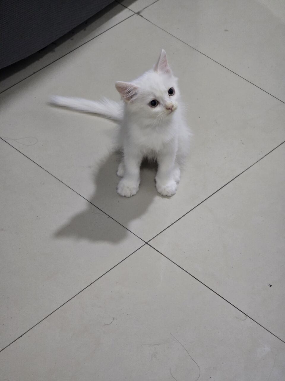 Dammam, Pet Supplies, SAR 350,  SAR 350, 🐱 Cute 4-Month-Old Kitten Cat For Adoption – Dammam 🐾
