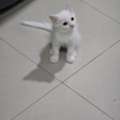 SAR 350,  SAR 350, 🐱 Cute 4-Month-Old Kitten Cat For Adoption – Dammam 🐾