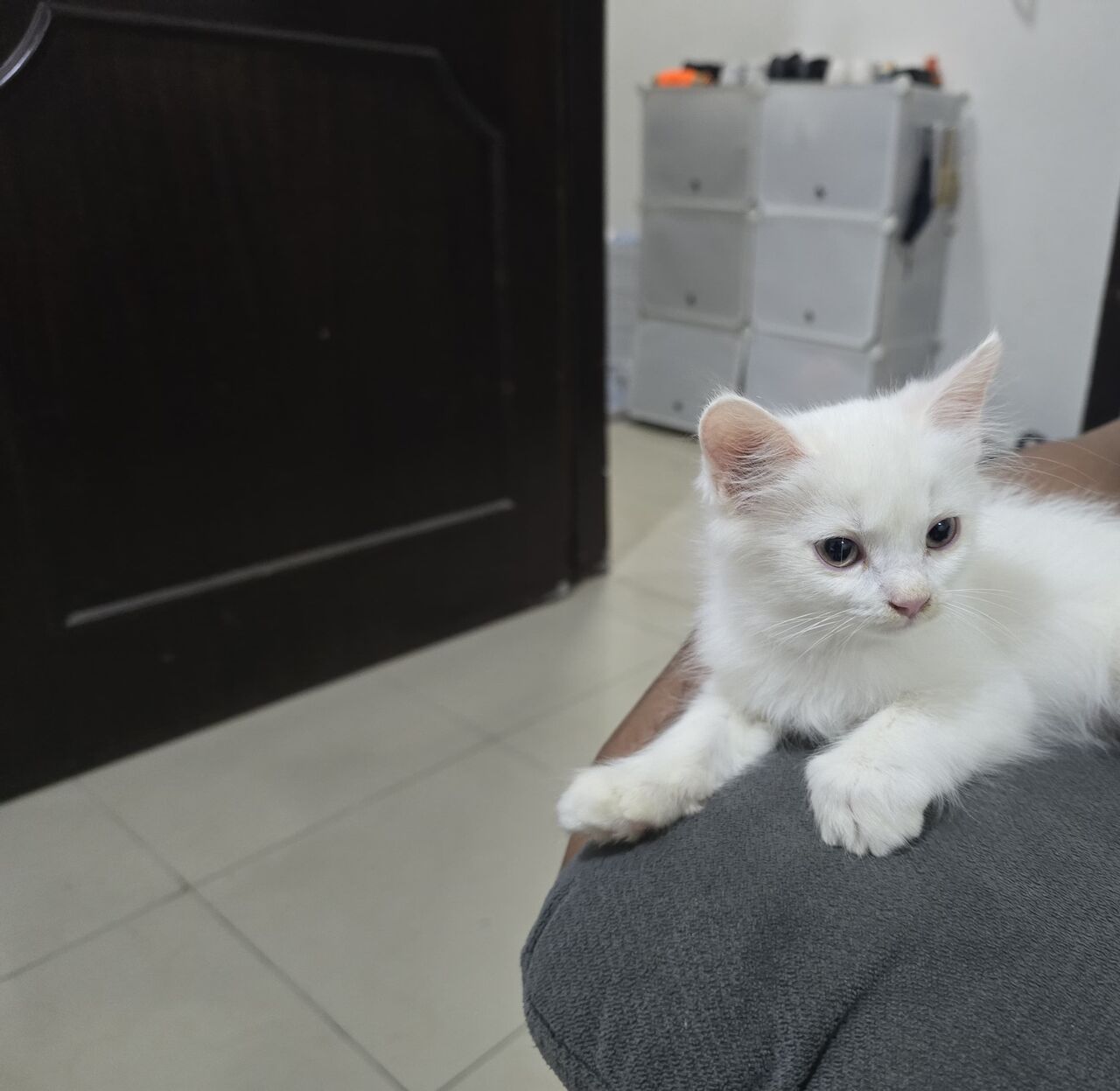 Dammam, Pet Supplies, SAR 350,  SAR 350, 🐱 Cute 4-Month-Old Kitten Cat For Adoption – Dammam 🐾