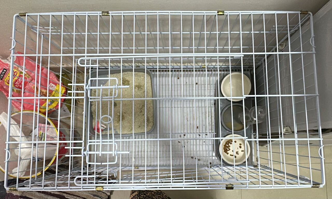 Dammam, Pet Supplies, SAR 350,  SAR 350, 🐱 Cute 4-Month-Old Kitten Cat For Adoption – Dammam 🐾