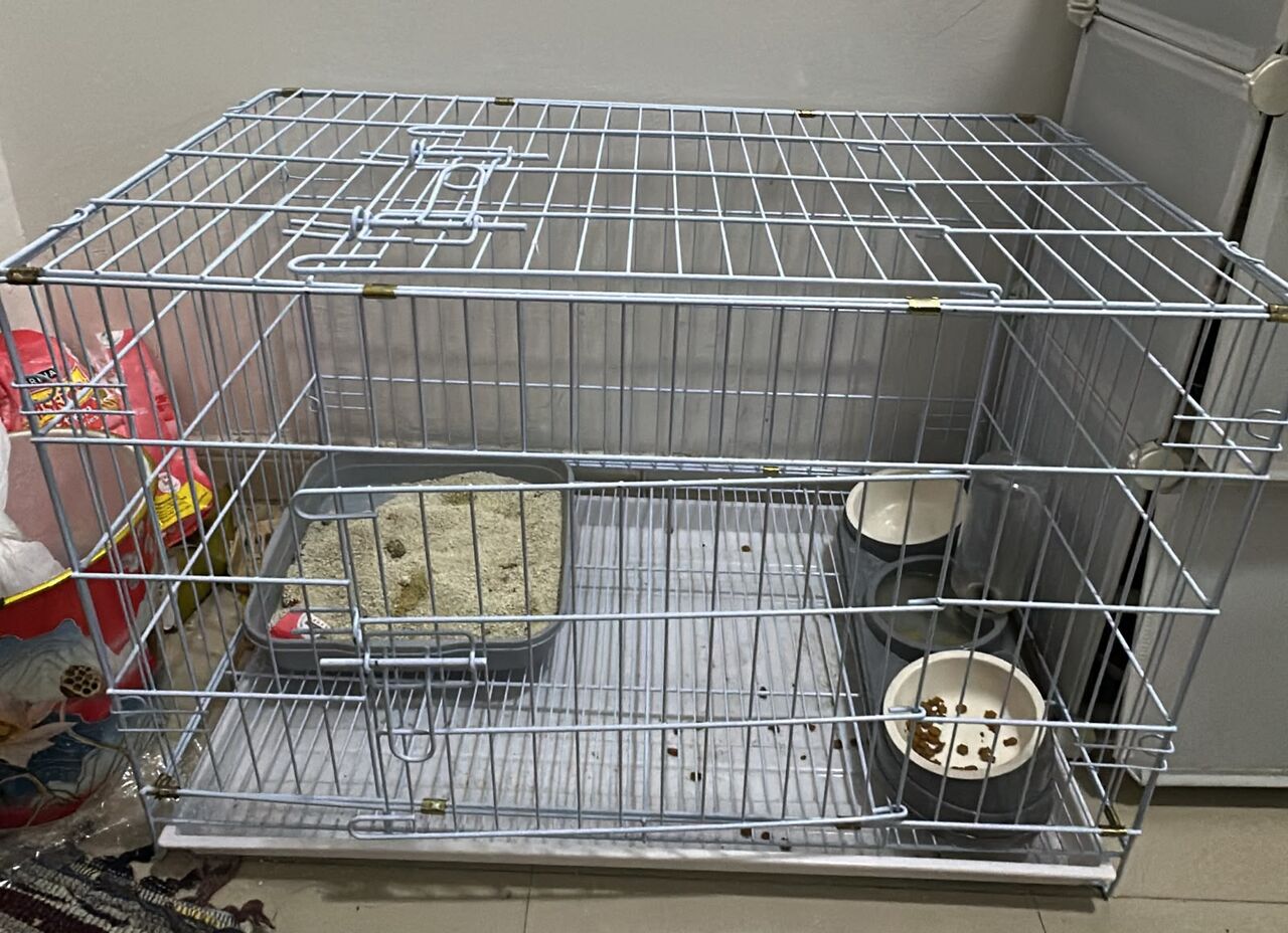 Dammam, Pet Supplies, SAR 350,  SAR 350, 🐱 Cute 4-Month-Old Kitten Cat For Adoption – Dammam 🐾