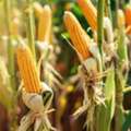 Golden Bantam Corn Seeds | Golden Sweet Corn