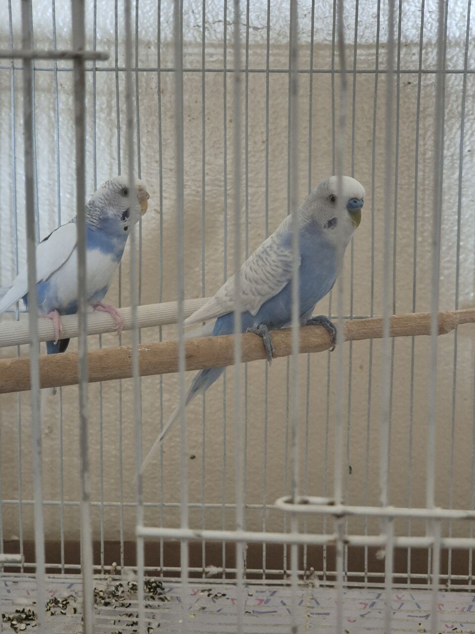 Dammam, Pet Supplies, SAR 95,  Budgies Pair