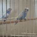 SAR 95, Budgies Pair