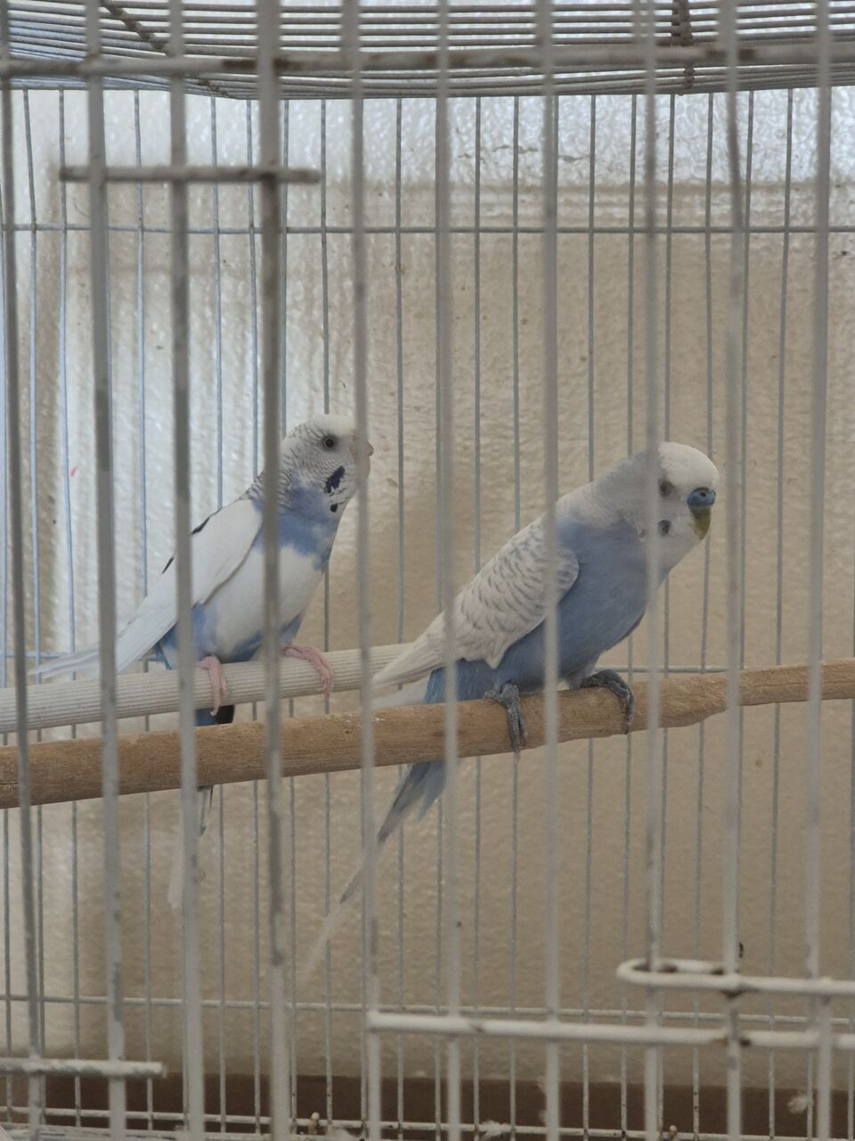 Dammam, Pet Supplies, SAR 95,  Budgies Pair