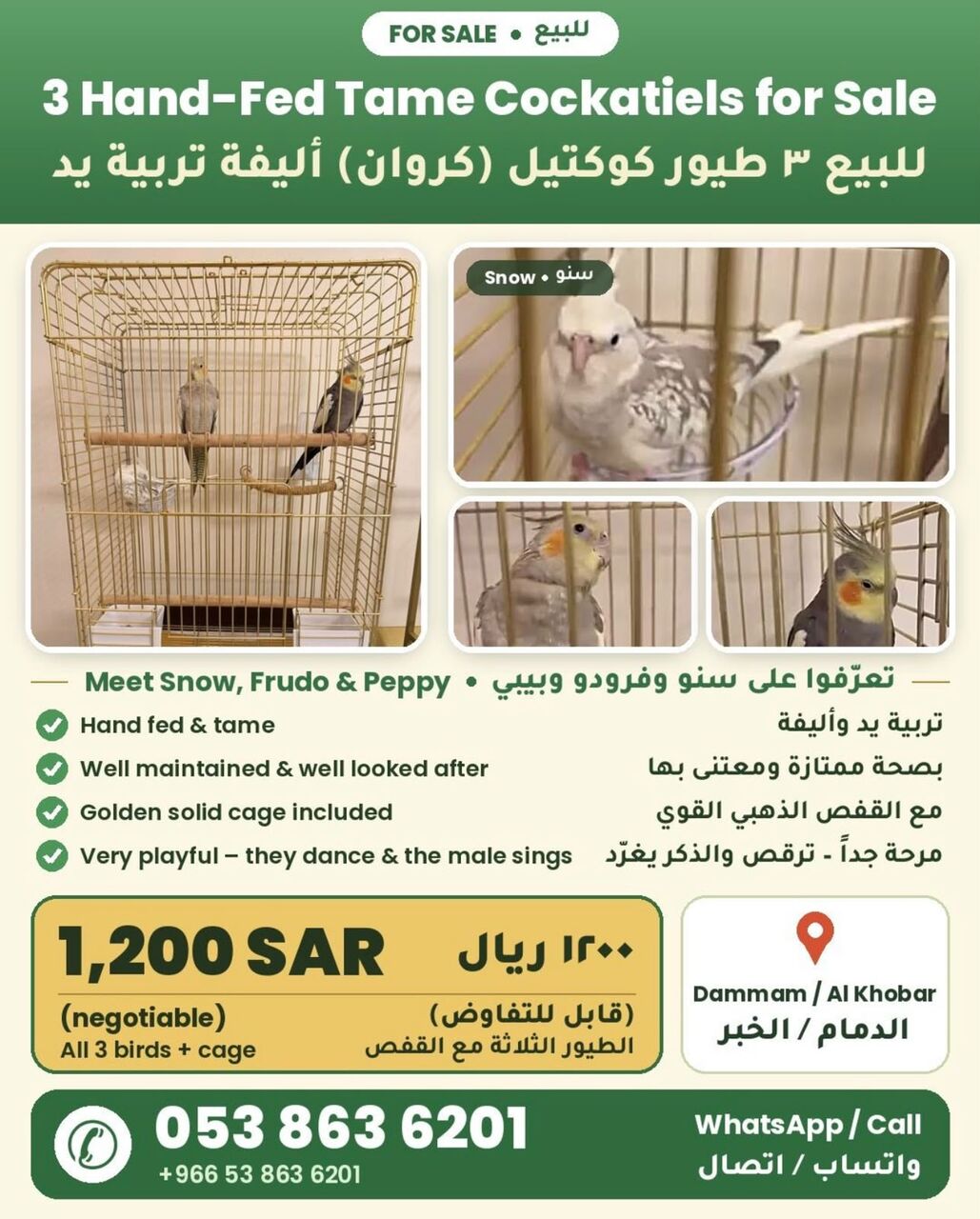 Dammam, Pet Supplies, SAR 1200,  Beautiful Cockteils For Sale